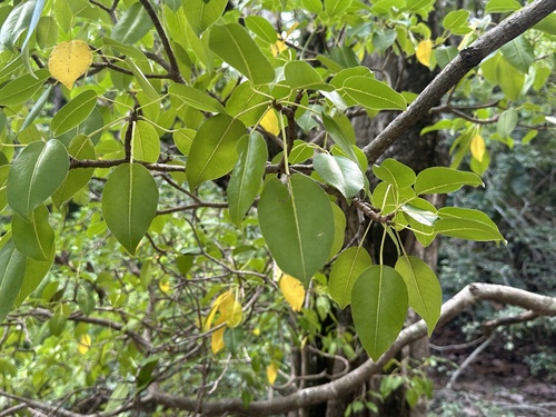 Foto de Mancenilheira