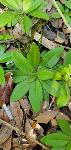 Foto de Tanchagem