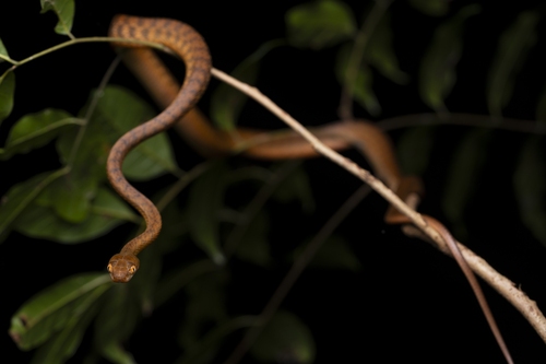 Brown Tree Snake sighting