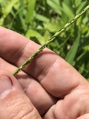 Urochloa platyphylla