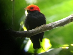 Ceratopipra rubrocapilla