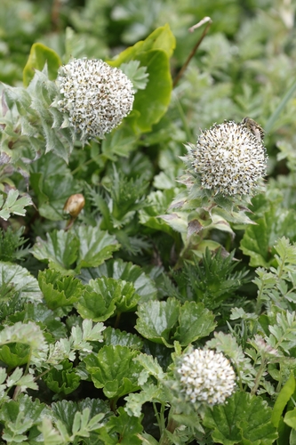 Image of Nassauvia magellanica by no rights reserved