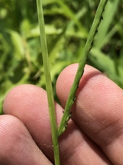 Urochloa platyphylla