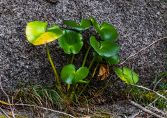 Ornduffia calthifolia