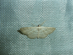 Idaea elongaria