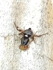 Rhagoletis pomonella