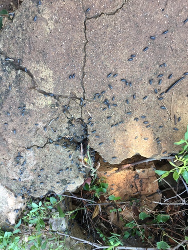 Armadillidium maculatum