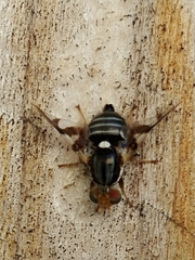 Rhagoletis pomonella