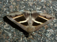 Grammodes bifasciata