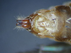 Limnephilus sparsus