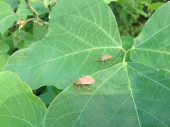Homoeocerus dilatatus