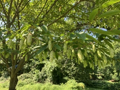 Carpinus japonica