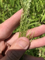 Eragrostis japonica