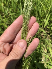 Eragrostis japonica