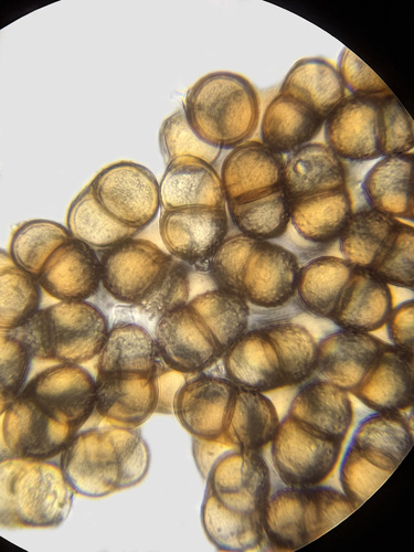 yellow trumpetbush gall rust
