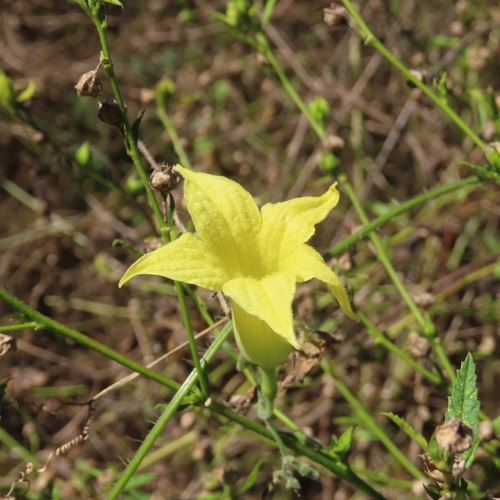 Schizocarpum parviflorum (Schizocarpum parviflorum)