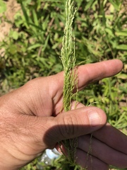 Eragrostis japonica