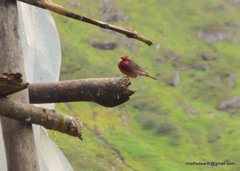 Procarduelis nipalensis