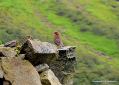 Procarduelis nipalensis