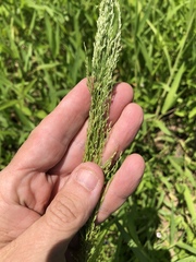 Eragrostis japonica