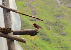 Procarduelis nipalensis