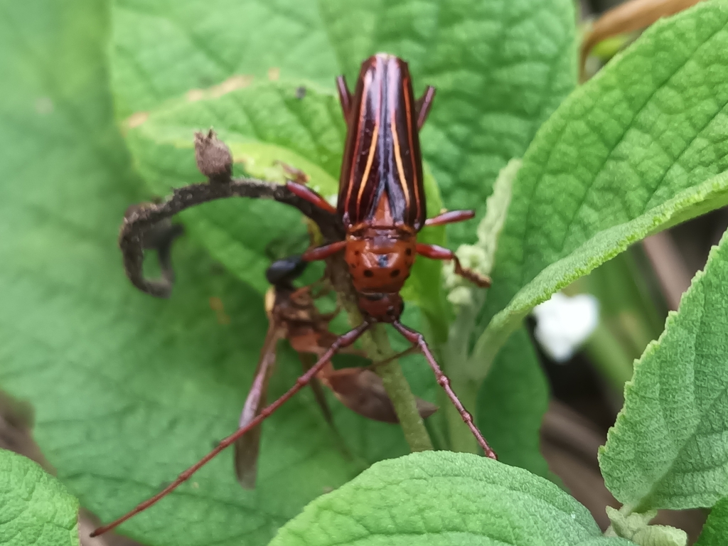 Oxymerus lineatus
