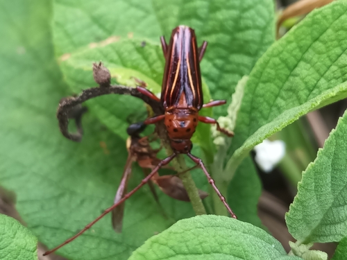 Oxymerus lineatus