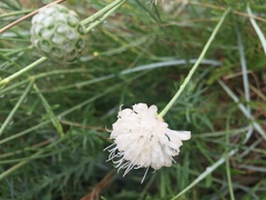 Cephalaria