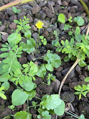Youngia japonica observed 2025-01-14