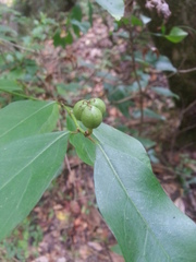 Ditrysinia fruticosa