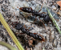 Stigmatomma rothneyi