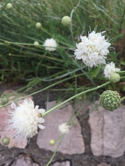 Cephalaria