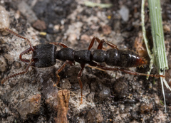 Stigmatomma rothneyi