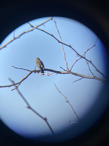 iNaturalist observation photo of Yellow-rumped Warbler