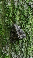 Catocala sponsa