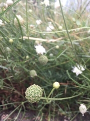 Cephalaria