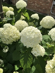 Hydrangea