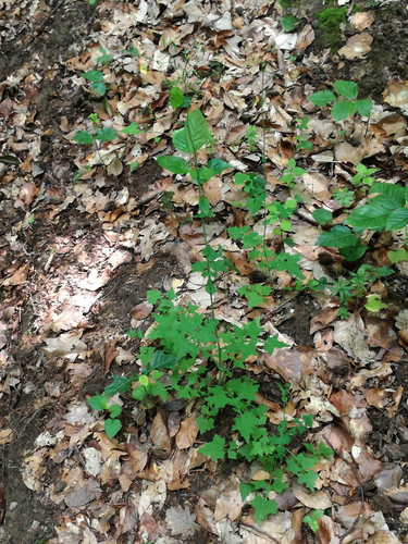 mliečka múrová (Mycelis muralis)