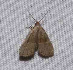 Hypenodes fractilinea