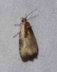 Olethreutes punctanum