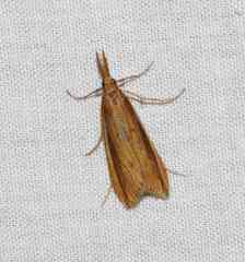Donacaula albicostellus