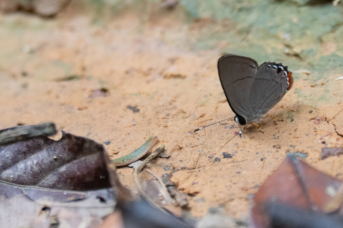 Euselasia mazaca