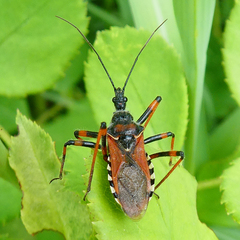 Rhynocoris cuspidatus