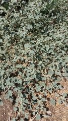 Chrozophora tinctoria