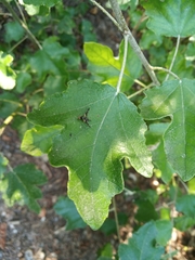 Aciura coryli