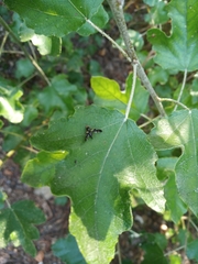 Aciura coryli