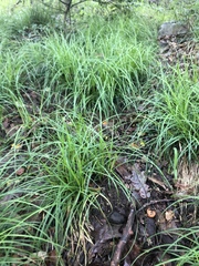 Carex lancea