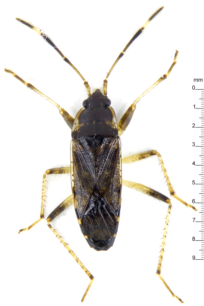 Elasmolomus squalidus