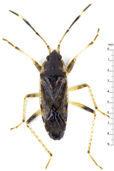 Elasmolomus squalidus