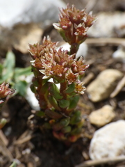 Sedum atratum